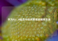 华为Mate 20能否升级鸿蒙系统揭晓答案