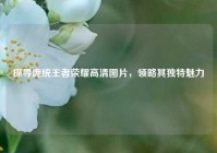 探寻庞统王者荣耀高清图片，领略其独特魅力