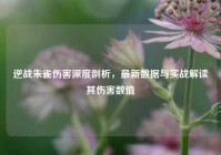 逆战朱雀伤害深度剖析，最新数据与实战解读其伤害数值