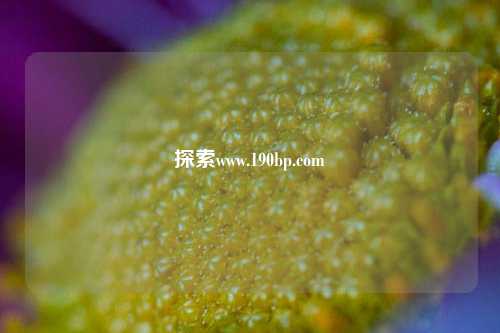 探索www.190bp.com