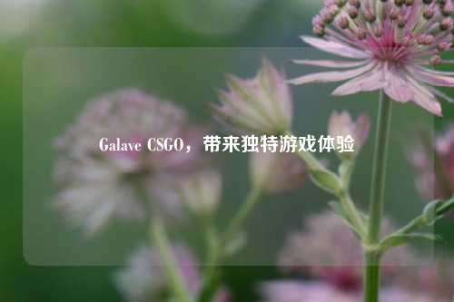 Galave CSGO,带来独特游戏体验