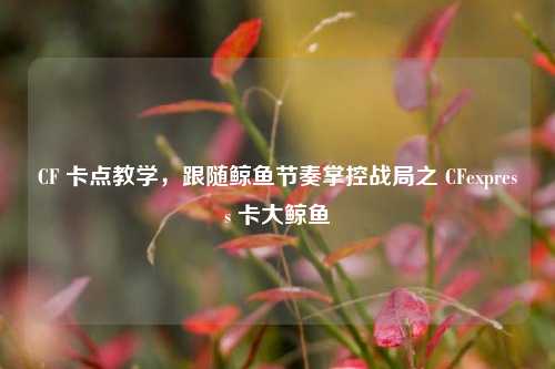 CF 卡点教学,跟随鲸鱼节奏掌控战局之 CFexpress 卡大鲸鱼